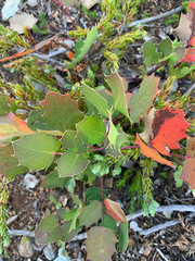 Berberis pumila