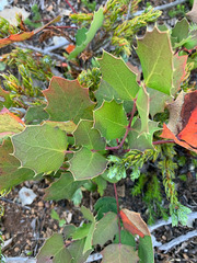 Berberis pumila