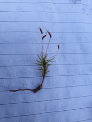 Atrichum flavisetum