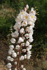 Asphodelus