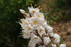 Asphodelus