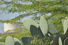 Cactaceae