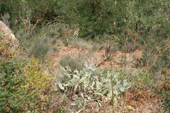 Asphodelus