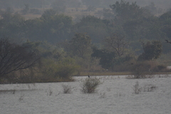 Anhinga melanogaster