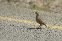 Chersomanes albofasciata