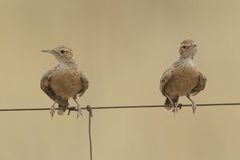 Chersomanes albofasciata