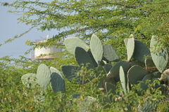 Cactaceae