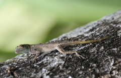 Anolis dominicensis