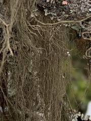 Alectoria sarmentosa