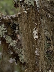 Alectoria sarmentosa