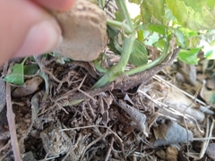 Mercurialis annua