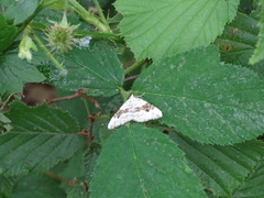 Xanthorhoe montanata