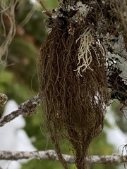 Alectoria sarmentosa