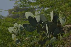Cactaceae