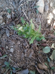 Mercurialis annua