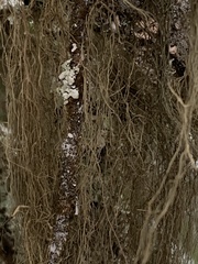 Alectoria sarmentosa