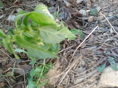 Mercurialis annua
