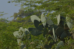 Cactaceae