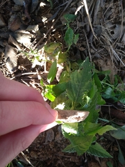 Mercurialis annua
