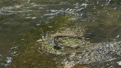 Gallinula chloropus chloropus