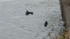 Gallinula chloropus chloropus