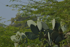 Cactaceae