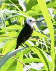 Arundinicola leucocephala