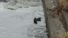 Gallinula chloropus chloropus