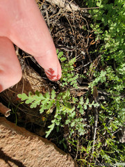 Eucrypta chrysanthemifolia