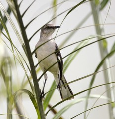 Mimus polyglottos orpheus