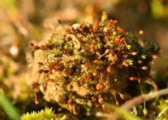 Microbryum davallianum