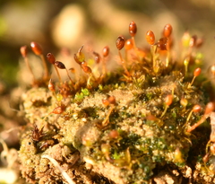 Microbryum davallianum