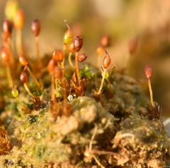 Microbryum davallianum