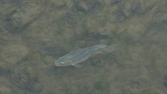 Oreochromis niloticus