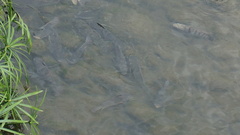 Oreochromis niloticus