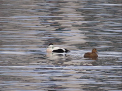 Somateria mollissima