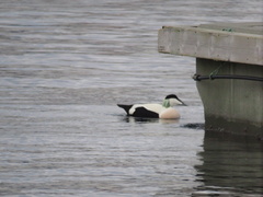 Somateria mollissima