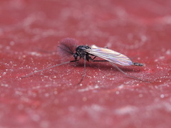 Chironomidae