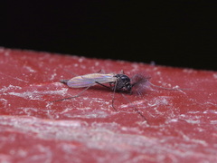 Chironomidae