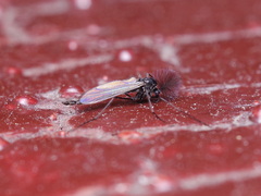 Chironomidae