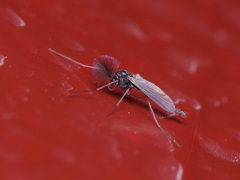 Chironomidae