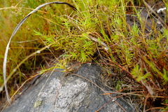 Pentameris acinosa