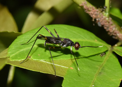 Hybobata fuelleborni