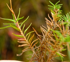 Pentameris acinosa