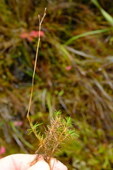 Pentameris acinosa