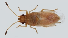 Cymus claviculus