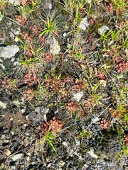 Drosera rotundifolia