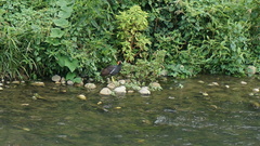 Gallinula chloropus chloropus