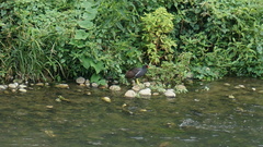 Gallinula chloropus chloropus