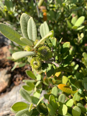 Notholithocarpus densiflorus echinoides